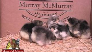 Murray McMurray Hatchery - Black Giants