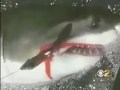 Great White Shark caught off La Jolla