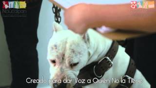El Primer Hospital Veterinario GRATUITO de México