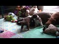 Miniatuur