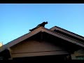 SUPER HERO ROOF PLANKIN...starring J DA JUG