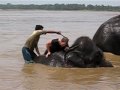 elephant bath in Nepal