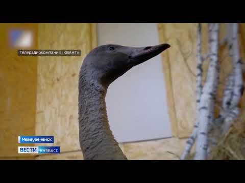 В кузбасском экологическом центре спасают лебедя