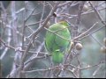 Blue-throated Barbet is found in Indian Subcontinent and Southeast Asia