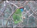 Blue-throated Barbet is found in Indian Subcontinent and Southeast Asia