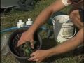 Medical Marijuana Cultivation 101: part 1 of 2