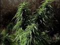 Medical Marijuana Cultivation 101: part 1 of 2