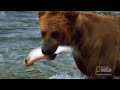 World's Weirdest - Salmon Soar without Wings