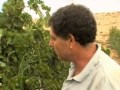 הבציר בנגב-חוות כרמית עבדת