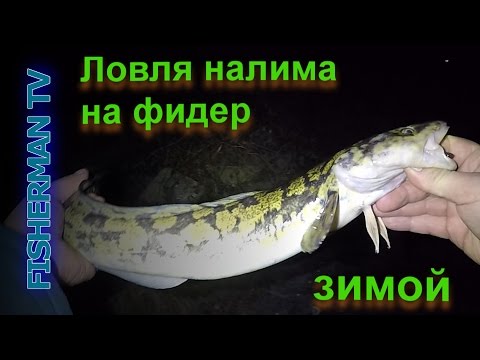 ловля на фидер налима ловля на фидер налима