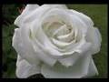 My white rose