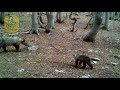  La nascita dei cuccioli di orso, clicca per Dettaglio