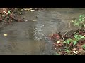 Sea trout spawning
