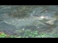 Sea trout spawning