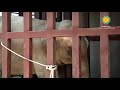 Asian Elephant Bosie - Smithsonian National Zoo PKG