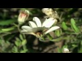 Introduction to the Characteristics of life