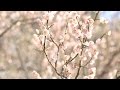 佐世保の時間「春はもうすぐ　愛宕市」の動画イメージ