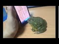 Frog licks Iphone!
