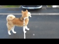 Akita Inu 6 mois et 9 jours. Promenade avec nounou Ikéa