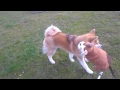 Akita Inu 6 mois et 9 jours. Promenade avec nounou Ikéa