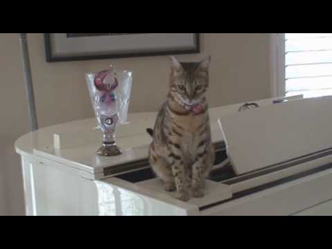 bieberdarling.com. All About Tasha: The Funny Bengal Kitten. In this video, Tasha , the Bengal cat is thrilled to share her baby kitten pictures and video footage of herself