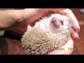 Dog meets Hedgehog