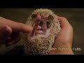 Dog meets Hedgehog