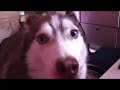 Luna's Crazy Morning Alarm - Husky Dog Growling Howling Talking Calling Wolf
