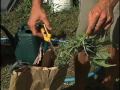 Medical Marijuana Cultivation 101: part 2 of 2