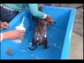 CÃO BOBBY TOMANDO BANHO AO VIVO NA TV