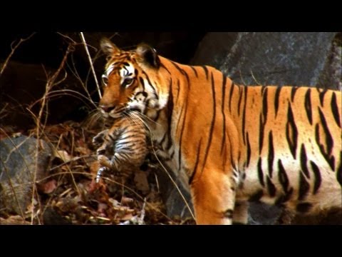 Tiger: Spy in the Jungle 2008 documentary movie, default video feature image, click play to watch stream online