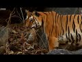 Wild tiger cub - for the first time on film - David Attenborough - Tiger Spy in the Jungle - BBC