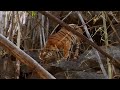 Wild tiger cub - for the first time on film - David Attenborough - Tiger Spy in the Jungle - BBC