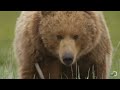 A Grizzly Love Triangle | Great Bear Stakeout