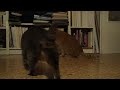 Snooky and the Metronome