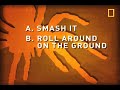 How to Survive a Giant Tarantula Encounter