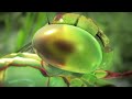 Nature by Numbers