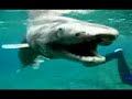 Rare Dragon/Shark Found In Japan