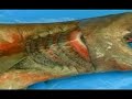 Rare Dragon/Shark Found In Japan