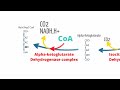 Medical School - Citric Acid Cycle (Kreb's Cycle) Made Easy