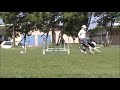 Jump practice patterns - Agility Dog Training