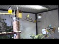 Indoor Finch Aviary 2010