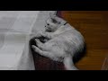 Jun and his Cat 夫とネコ