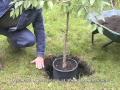 Planting a Cherry Tree