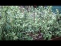 Jorge Cervantes: Plants Doing Better After Rain Knocked Them Over (Part 2)