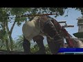 Assassins Creed 4: Black Flag - Jackdaw Overview (Combat, Crew & Upgrades)