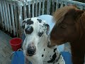 Smart Mini Horse