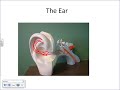 Anatomy of the Ear and Physiology of Hearing (basics).wmv