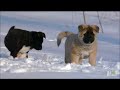 Akita Puppies Play in the Snow | Too Cute!
