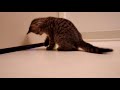 Oskar the Blind Kitten and His First Toys